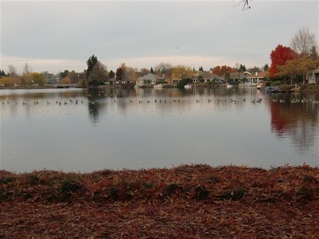 Fall season on our California Park Lake